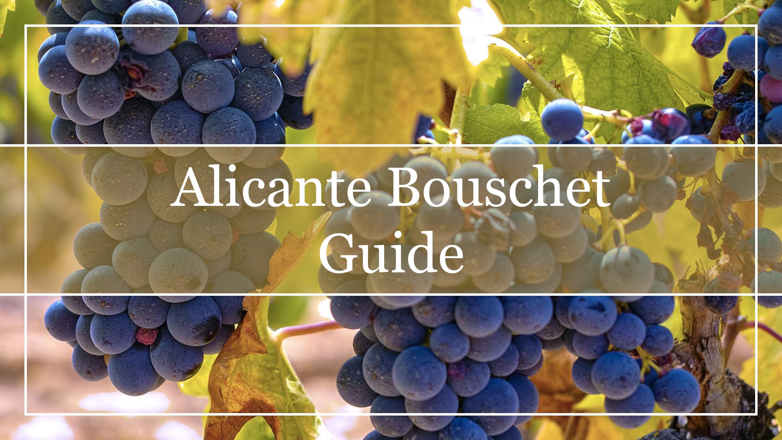 Alicante Bouschet Grapes