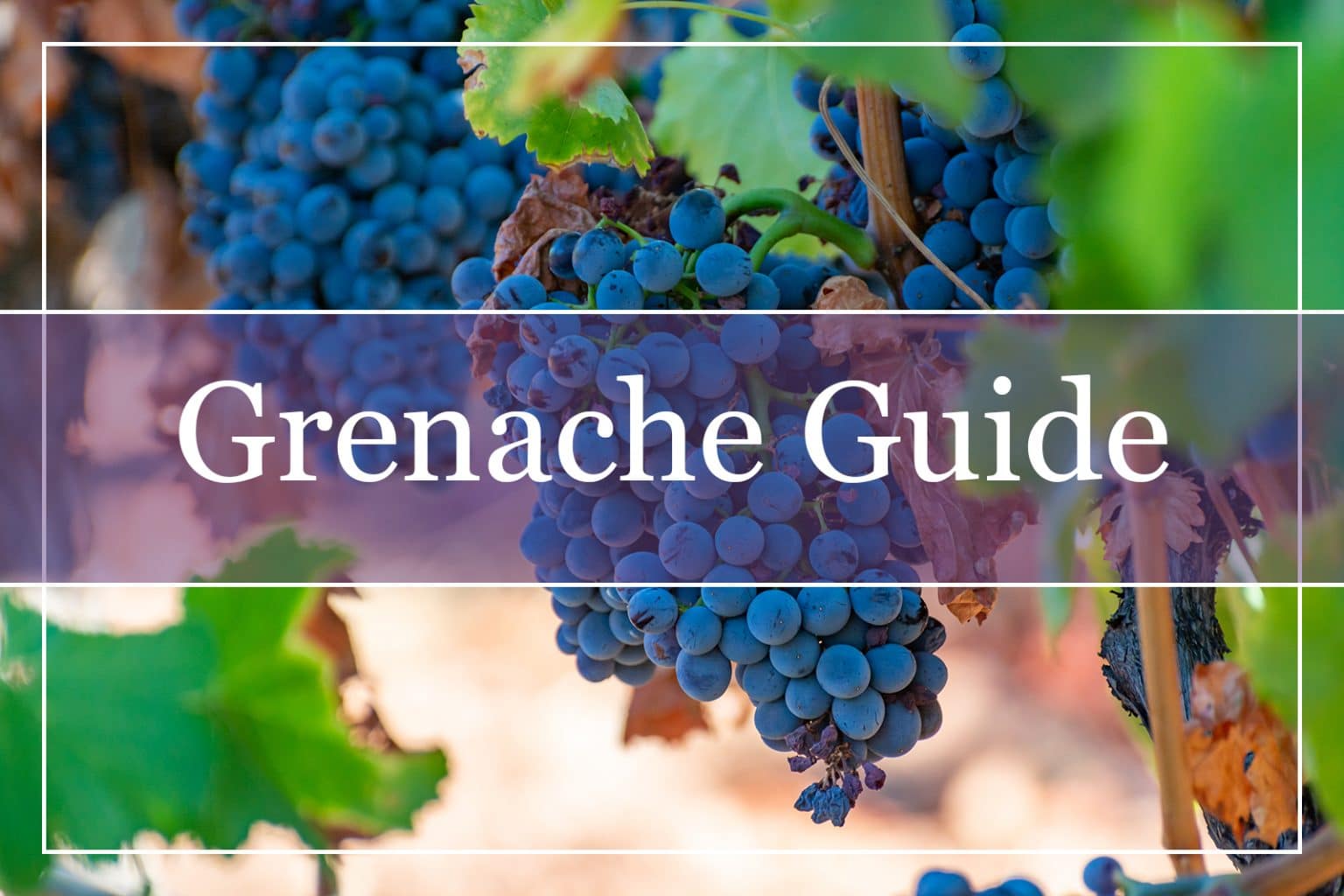 Your Essential Grenache Wine Guide WinePros