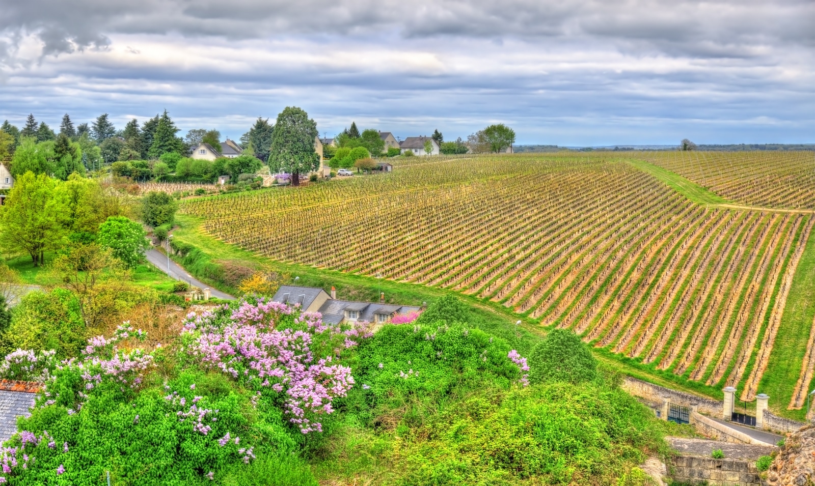 Where Does Sauvignon Blanc Come From