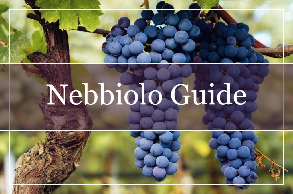 Nebbiolo Grapes