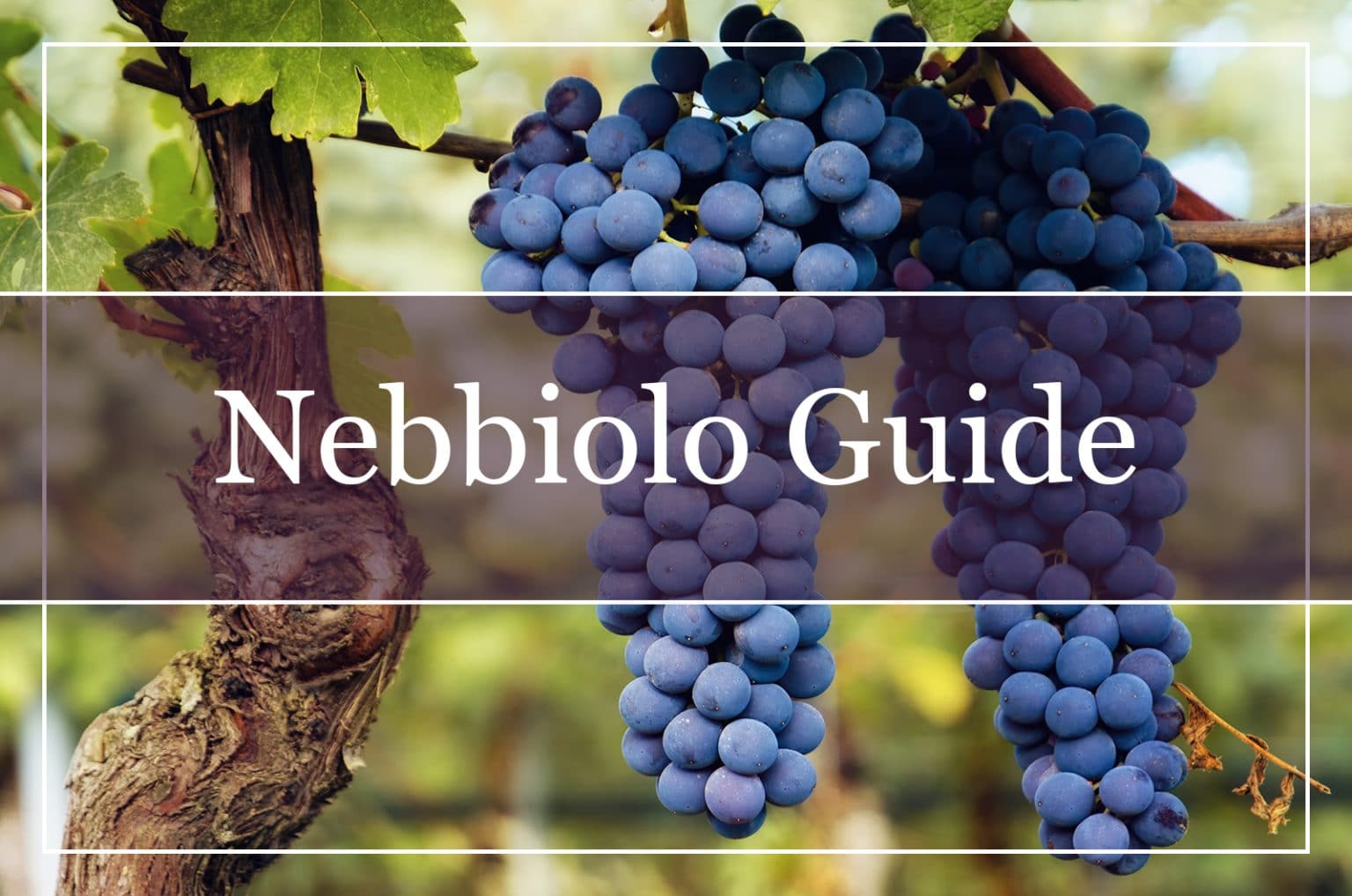 Your Complete Nebbiolo Wine Guide WinePros