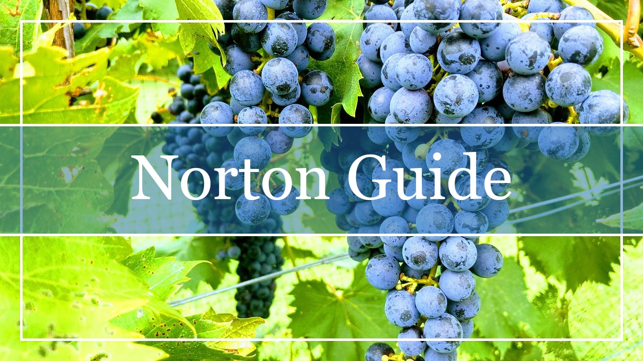 Norton Grapes