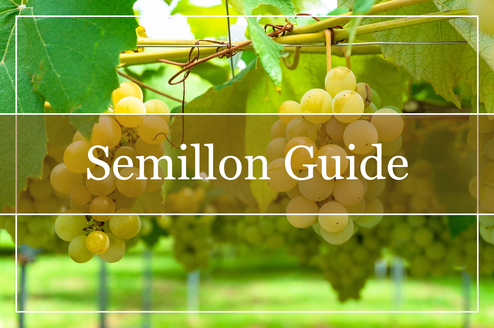 Semillon Grapes