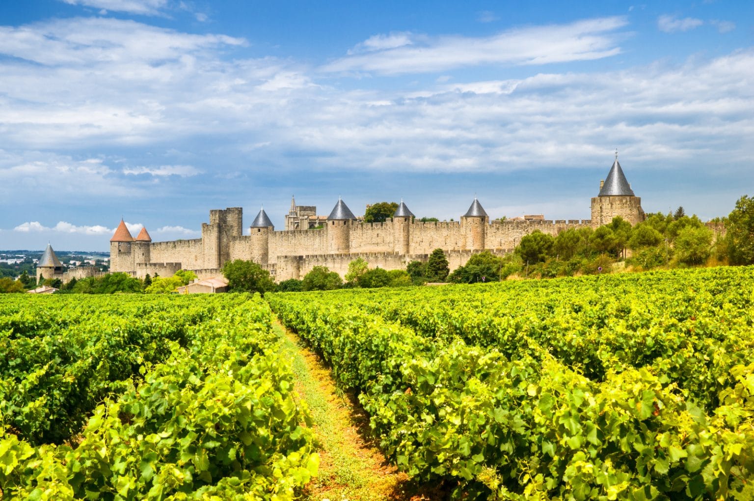 Your Essential Guide to Valdiguié Wines WinePros