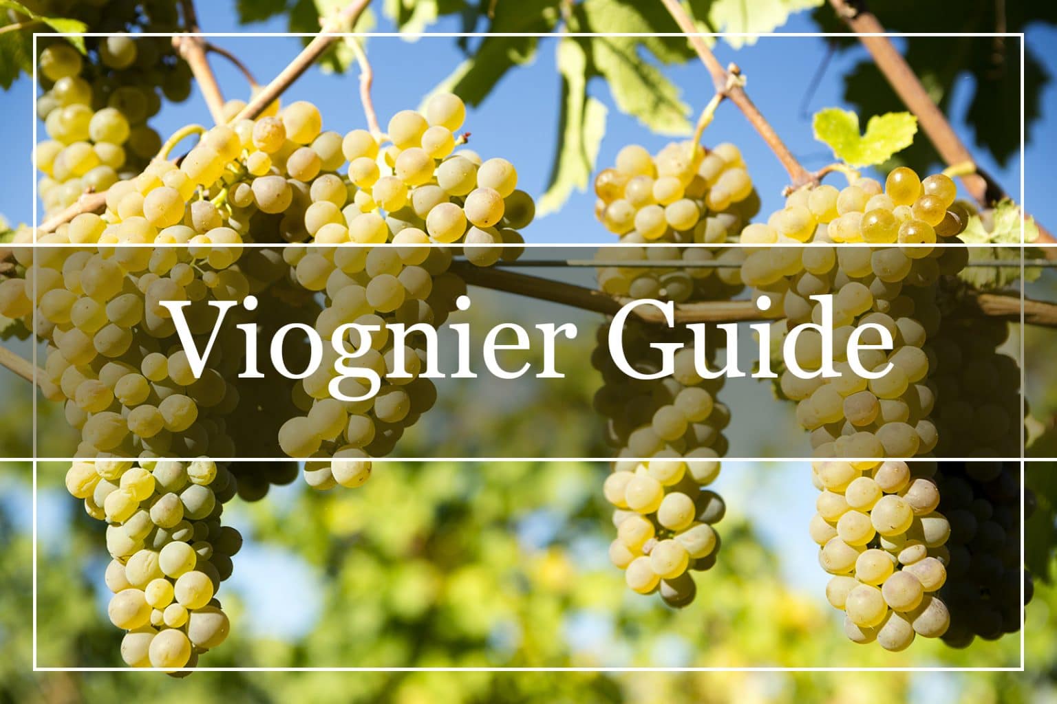 A Beginner s Guide To Viognier Wine WinePros