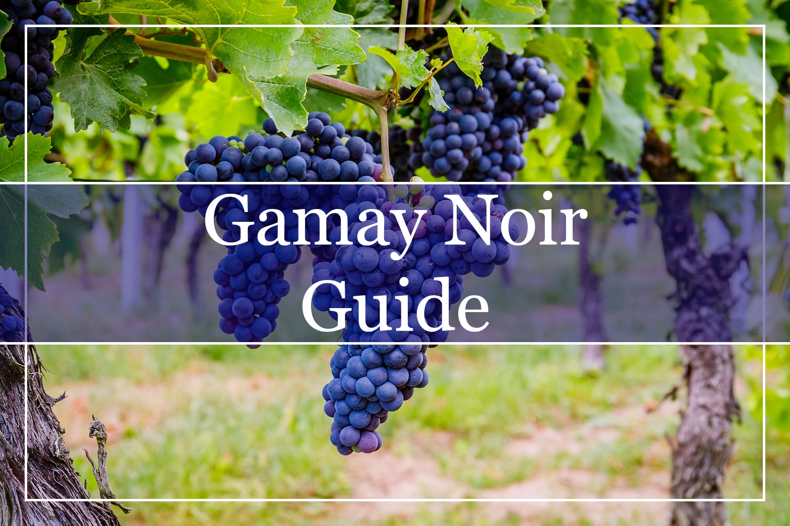 Gamay Noir Guide