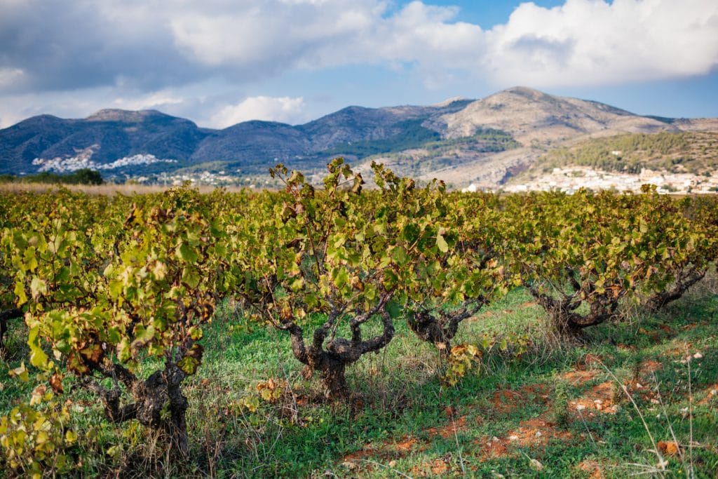 Mourvèdre Wine & Grape Characteristics WinePros