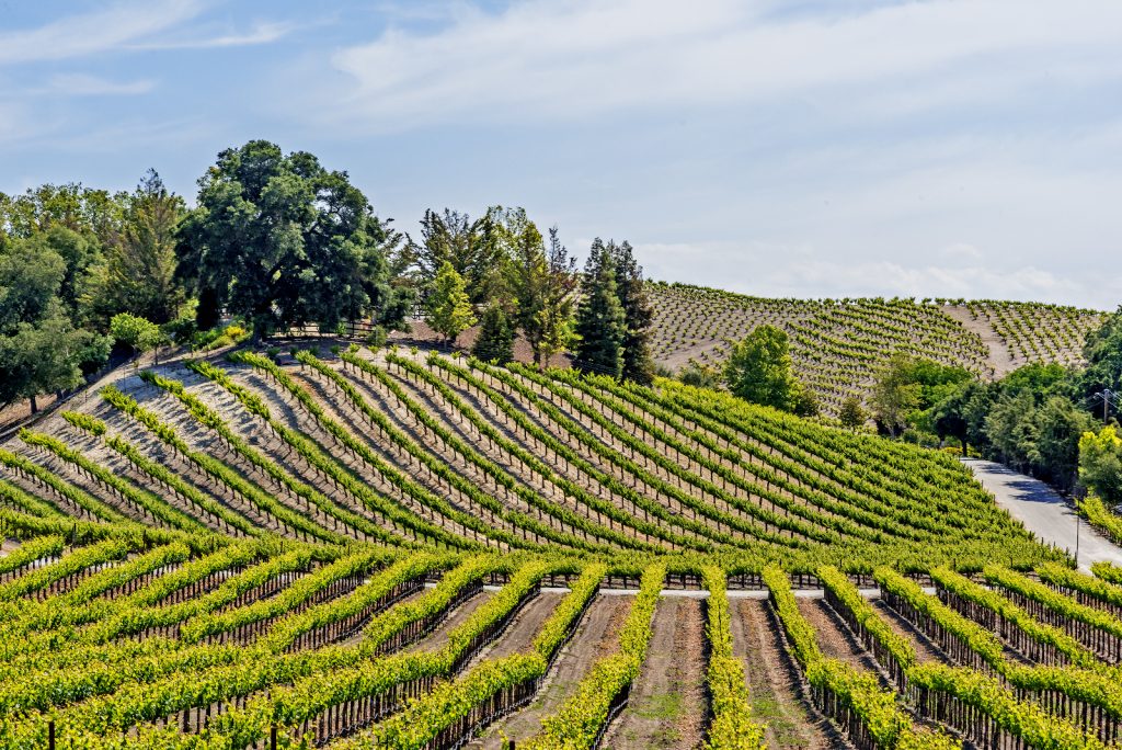 10 Best Wine Regions in the United States WinePros