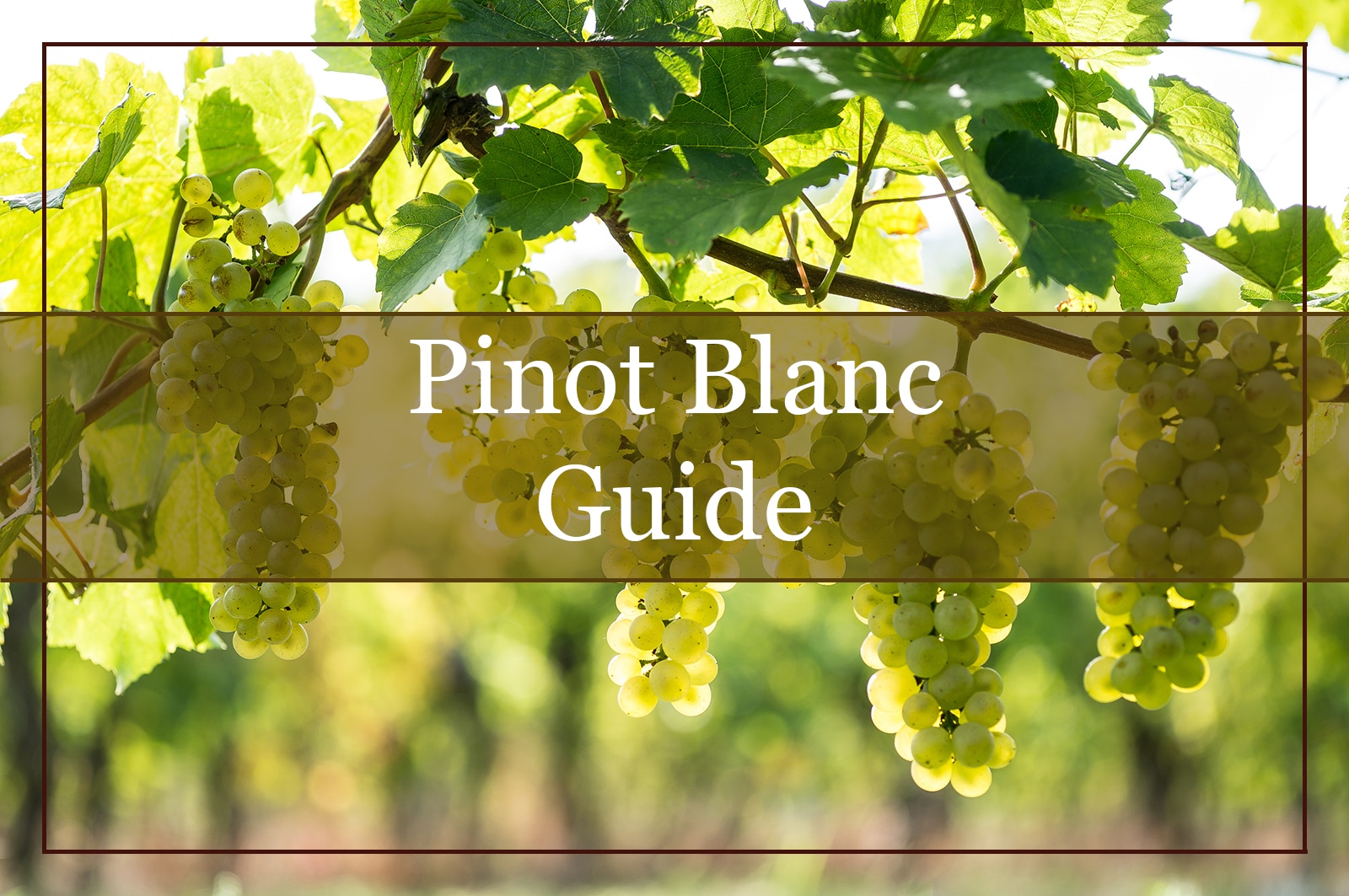 Pinot Blanc Guide