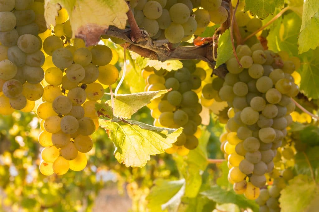 What Is Fumé Blanc Wine? WinePros