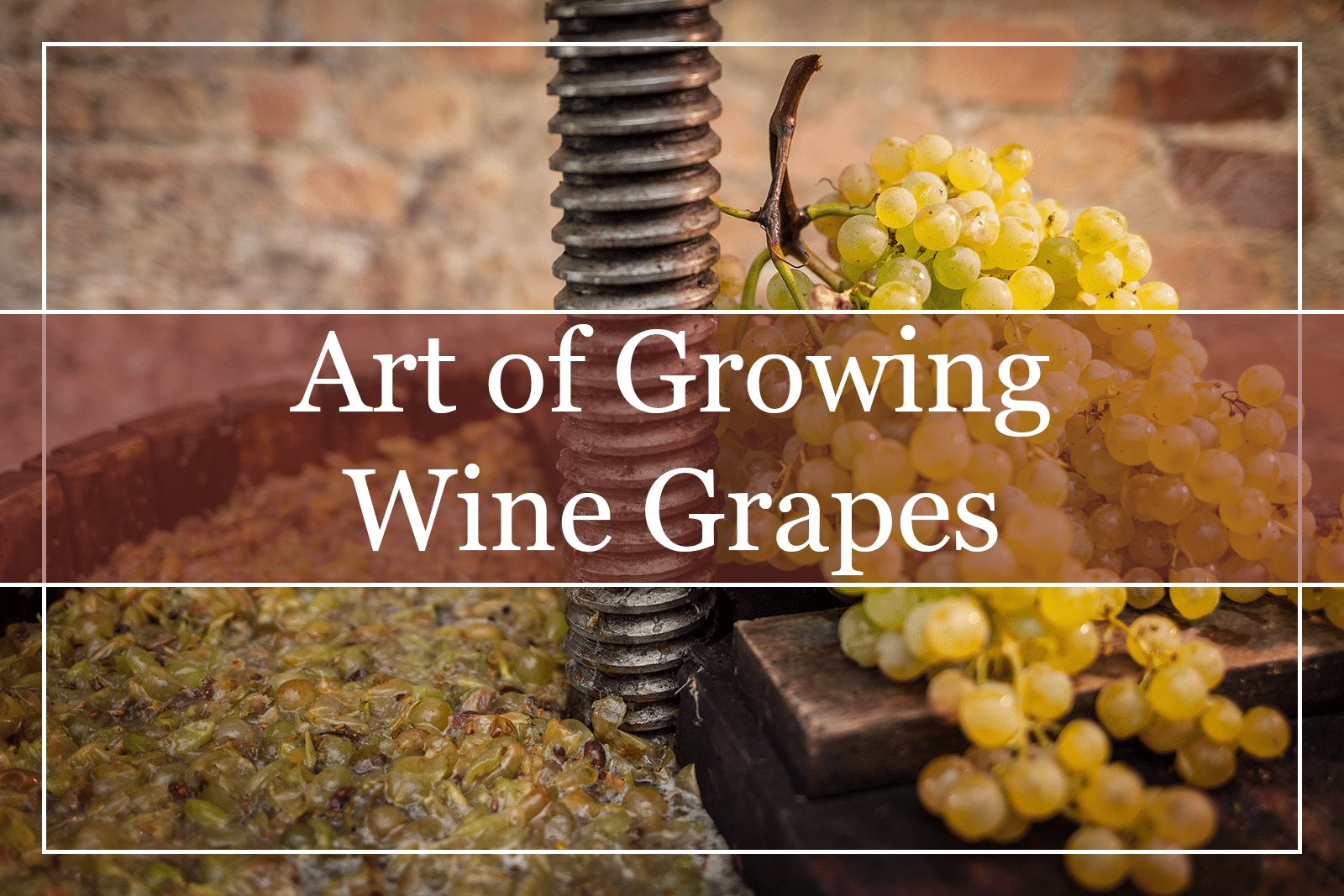 Viniculture - Art of Growing Wine Grapes