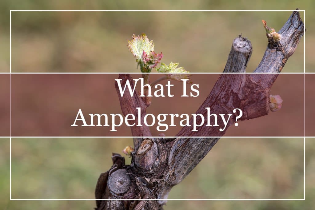What Is Ampelography