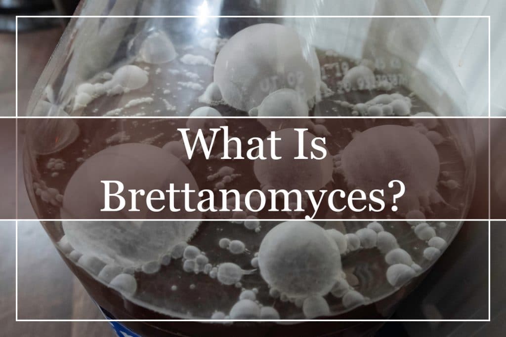 What Is Brettanomyces