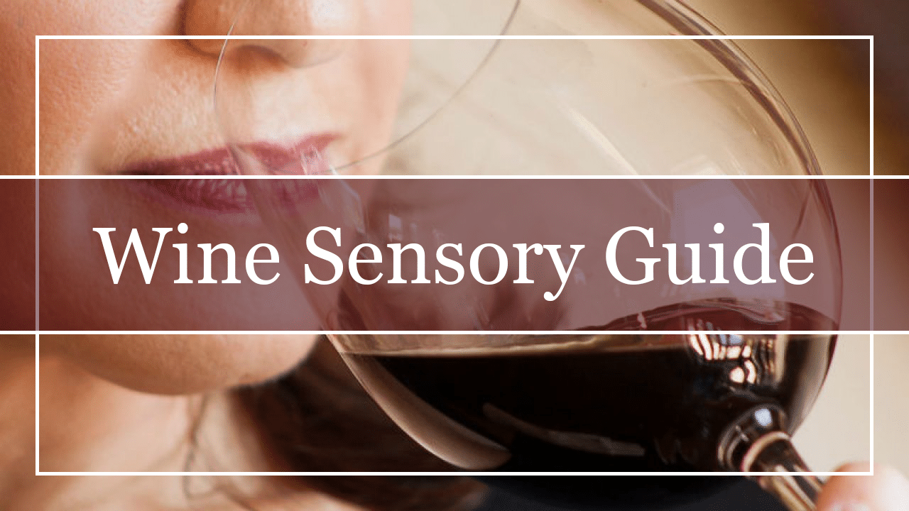 Wine Sensory Guide Featured