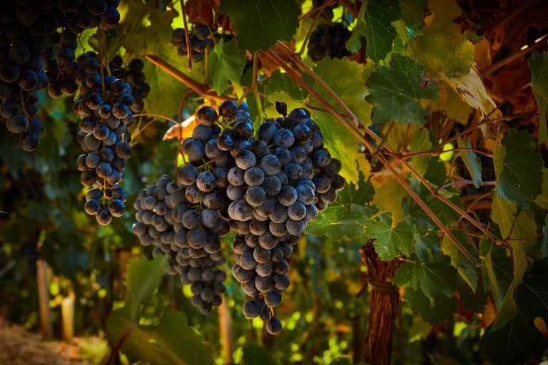 Your Complete Guide To Lambrusco Wine 2023 WinePros your-complete-guide-to-lambrusco-wine-2023-winepros