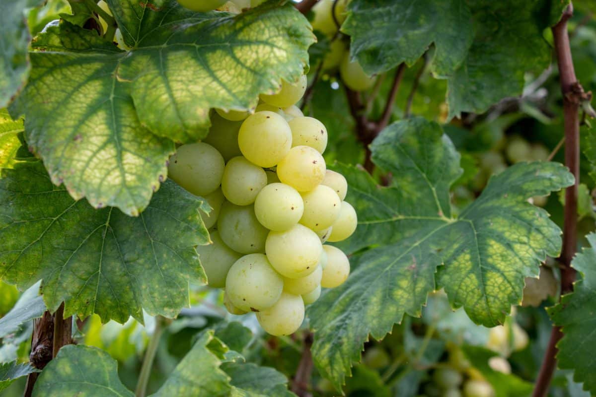 Moscato d'Asti The Ultimate Wine Guide (2022) WinePros